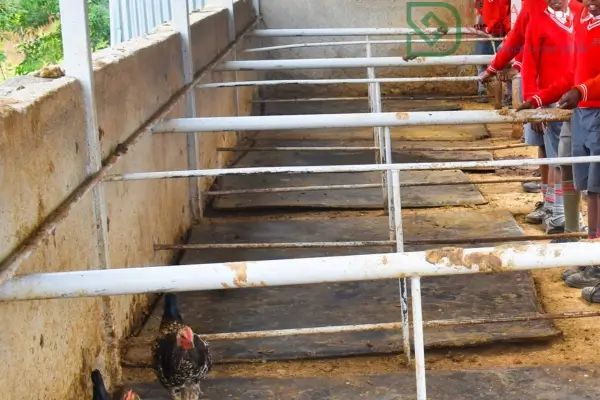 Dreams Hill School Farm (1)