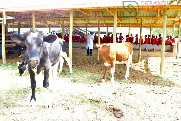 Dreams Hill School Farm