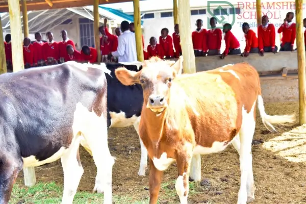 Dreams Hill School School Farm